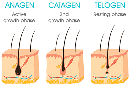 Anagen Catagen Telogen Hair growth Phases Waxing london bodytonic clinic