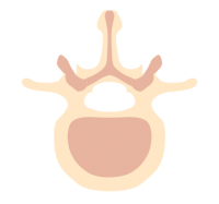 intervertebral discs ​intervertebral fibrocartilage bodytonic clinic london Canada Water SE16 E14 Stratford E15 bodytonic clinic