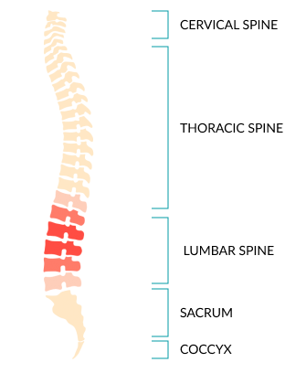 Vertebra Vertebrae bodytonic clinic london Canada Water SE16 E14 Stratford E15 bodytonic clinic