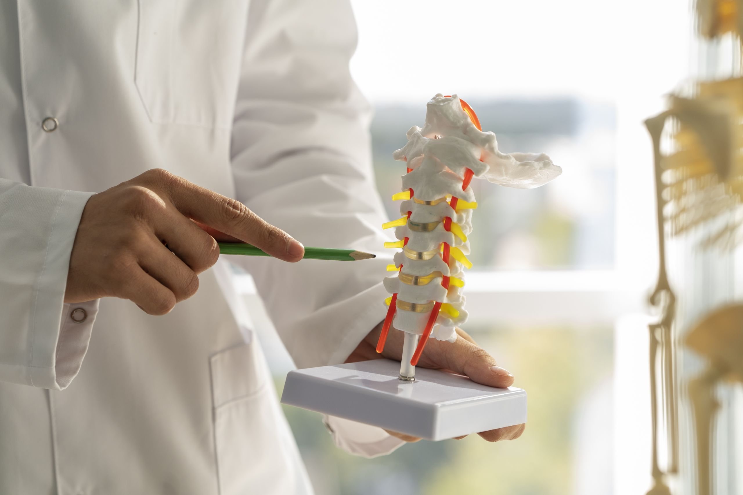 A person in a white lab coat points to a model of a human spine with a green pencil, demonstrating vertebrae and spinal alignment, likely for educational or clinical purposes.