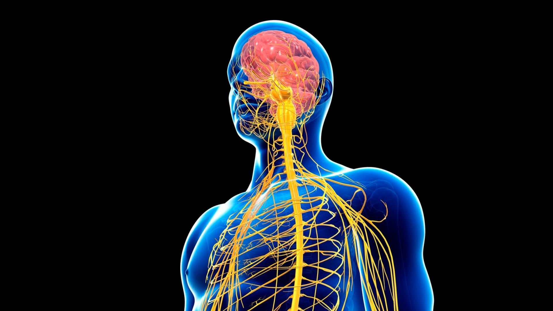 A 3D medical illustration of the human nervous system, showing the brain, spinal cord, and nerves in a glowing blue body against a black background.